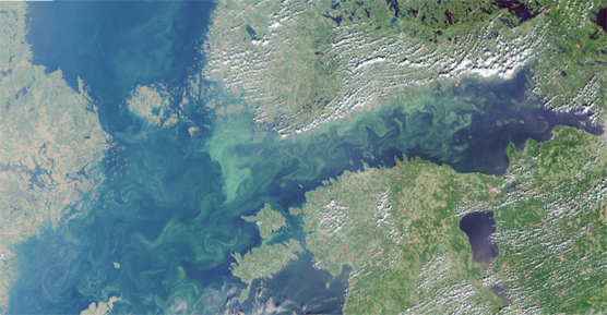 Blågrönaalger på Östersjön 16.7.2018. Källa: ESA Copernicus Sentinel Data 16.7.2018, processering Finlands miljöcentral
